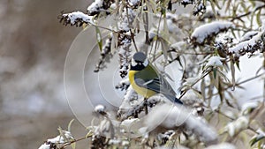 Blue tit perched  atop a snow-covered branch against a crisp winter backdrop