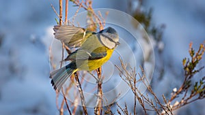 Blue tit perched on branch