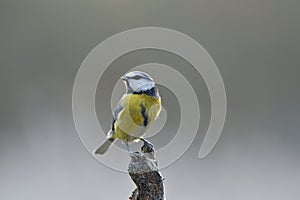 Blue Tit perched on a branch