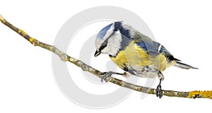 Blue Tit perched on a branch looking down, Cyanistes caeruleus