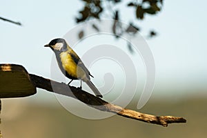 Blue tit perched on branch of tree feeder chirping