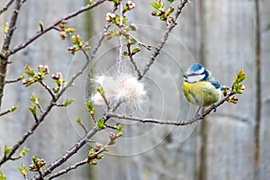 Blue tit perched on a cherry tree branch, looking at cat fur and taking a break from nest building