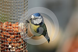 A blue tit perched feeding on peanuts from a feeder