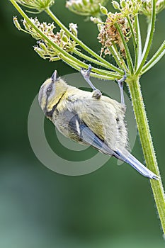 Blue Tit Perched on Hogweed Seed Head