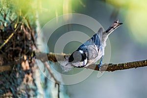 Blue tit perched holding fluff