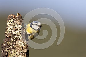 Blue Tit perched on a log photo
