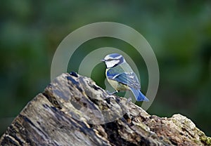 Blue tit perched on a log in the woods in Spring sunshine