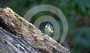 Blue tit perched on a log in the woods in Spring sunshine