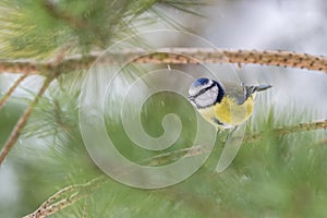 Blue Tit Perched on Pine Branch in Brecon Beacons