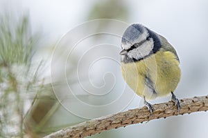 Blue Tit Perched on Pine Twig in Winter