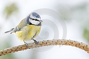 Blue Tit Perched on Pine Twig in Winter with Copy Space