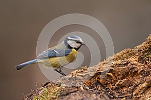 Blue tit perched on a tree trunk