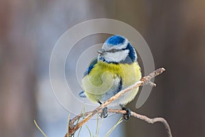 Blue tit perched on twig of pine