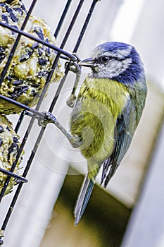 Blue Tit Picture