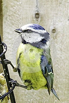 Blue Tit Picture