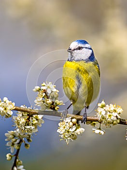 Blue tit portrait in blossom