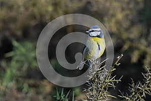 Blue tit portrait on gorse bush