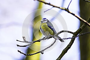 Blue tit sits on a branch in winter.
