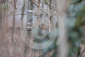 Blue tit sitting on bird feeder with fat balls