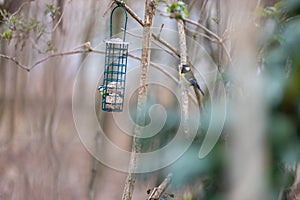 Blue tit sitting on bird feeder with fat balls