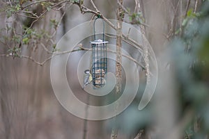 Blue tit sitting on bird feeder with fat balls