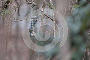 Blue tit sitting on bird feeder with fat balls