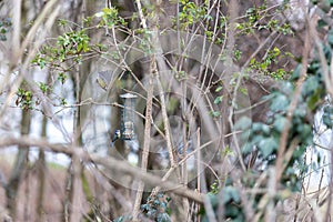 Blue tit sitting on bird feeder with fat balls