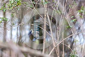 Blue tit sitting on bird feeder with fat balls