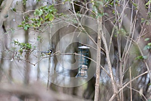 Blue tit sitting on bird feeder with fat balls