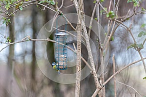 Blue tit sitting on bird feeder with fat balls
