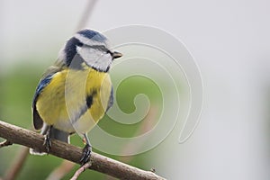 Blue tit sitting on branch