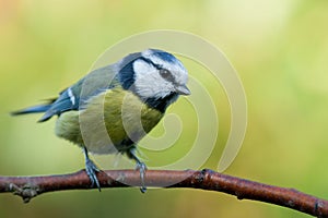 Blue tit sitting on an brench