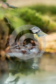 Blue tit sitting on lichen shore of pond water in forest with bokeh background and saturated colors, Czech republic, bird reflecte