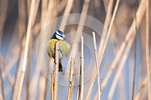 Blue tit sitting on a rush branch with a nice blurry background