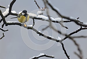 Blue Tit in the snow on a tree brunch