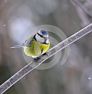 Blue tit in snowfall