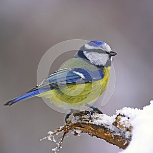 Blue tit on snowy trunk