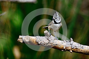 The blue tit is a species of passerine bird in the Paridae family.