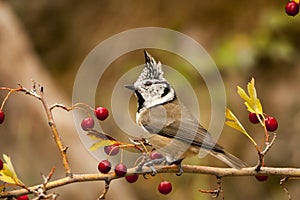 The blue tit is a species of passerine bird in the Paridae family.