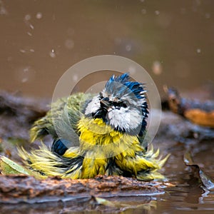 Blue tit splashing in the water