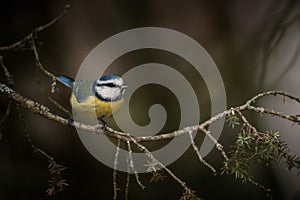 Blue tit on spruce branch