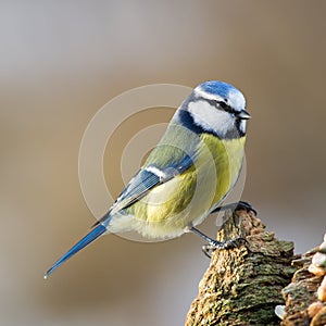 Blue Tit on Stub