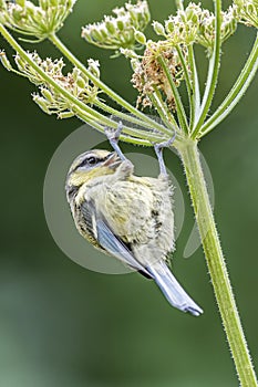 Blue Tit with Tongue Out on Hogweed Seed Head