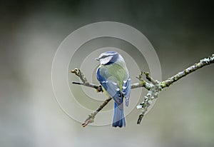 Blue tit on tree branch