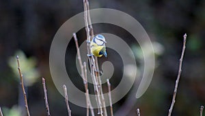 The blue tit on a tree branch on a blurred background.