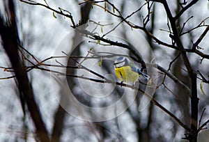 Blue tit on a tree branch in winter park