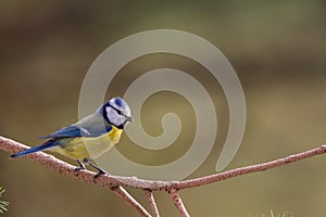 Blue Tit in a Tree