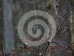 Blue tit in a tree