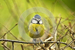 Blue Tit on twig looking forward