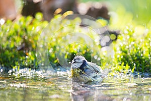 Blue tit in water